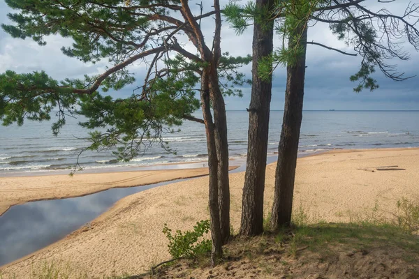 Балтійське Узбережжя Соснові Дерева — стокове фото