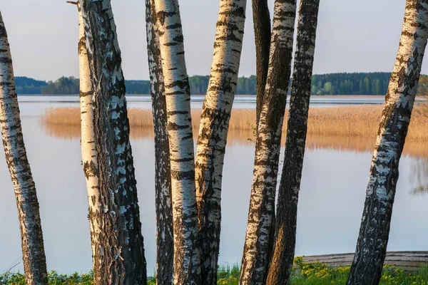 Bétulas Brancas Troncos Árvore Lago — Fotografia de Stock