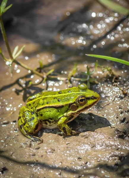 Grüne Farbe Frosch Sitzt Auf Dem Nassen Sand Frosch Seiner Stockbild