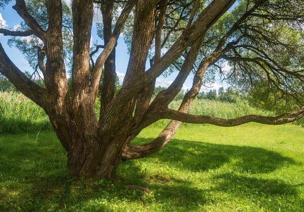 Osier tree trunks at sunny summer day .