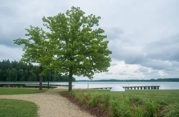 Aluksnes湖岸的两棵橡树 免版税图库图片
