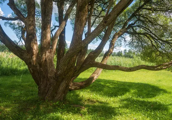Troncos Árvore Osier Dia Ensolarado Verão Fotos De Bancos De Imagens