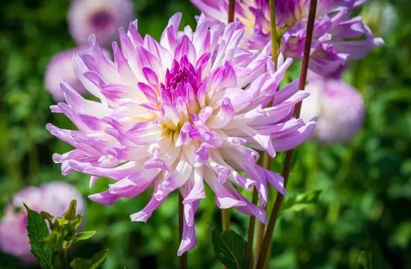 Großer Dahlienkopf Stockfoto