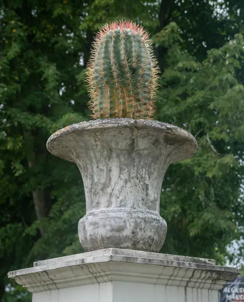 Váza Kaktus Stylu Ročníku — Stock fotografie