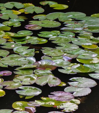 Gölette nilüfer yaprağı.