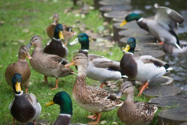 yeşilbaş ördekler parkta yürüyüş grubu .