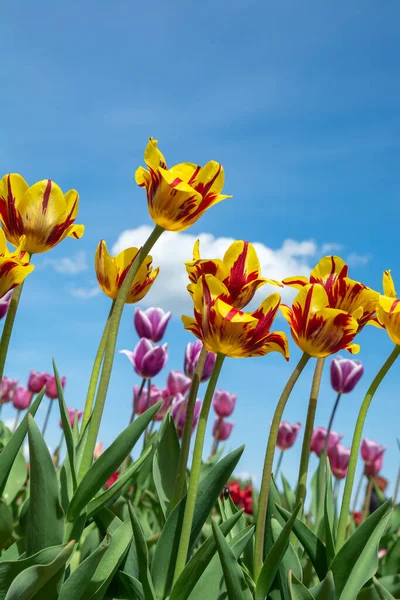 Tulipaner Blå Himmel Baggrund Stock-billede