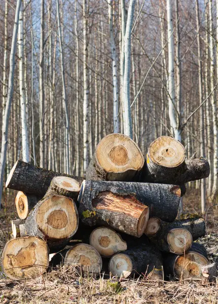 Купа Дерев Яних Колод Лісі Навесні Ліцензійні Стокові Фото
