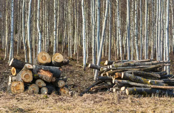 春天森林里的木柴堆 免版税图库图片
