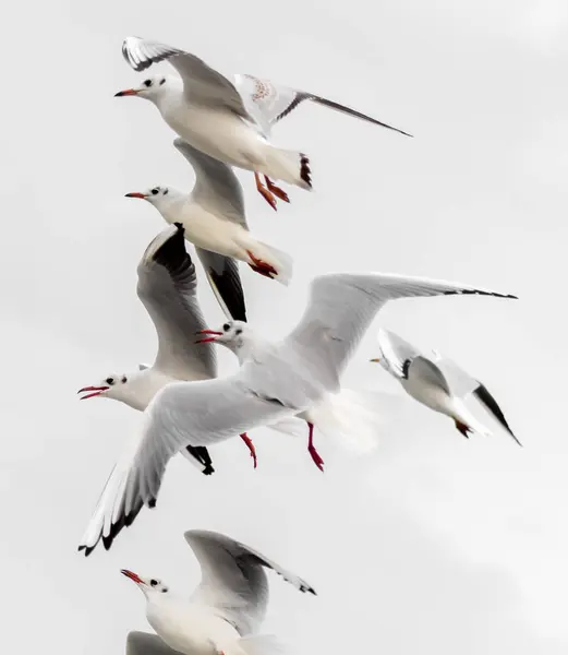 天空背景下的飞行群海鸥 免版税图库照片