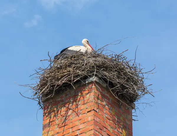 Stork Nest Stock Photo