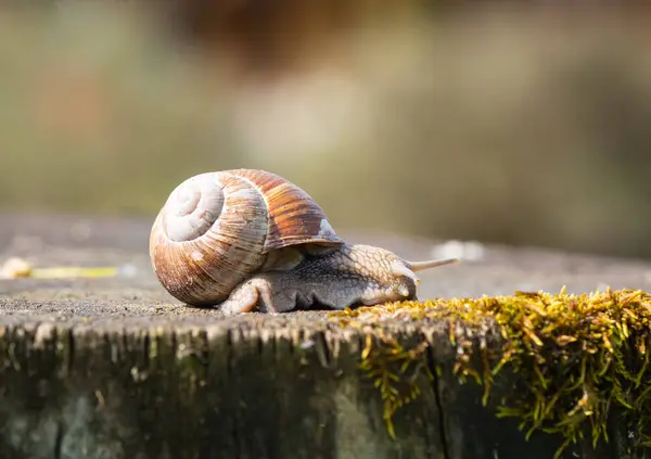 Roman Snail Wooden Trunk Royalty Free Stock Images