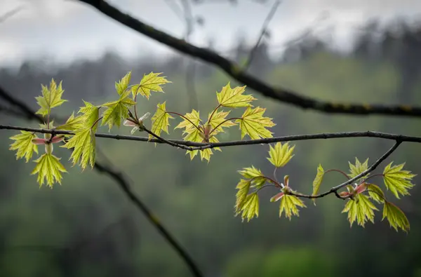 Весной Ветвь Кленового Дерева Лицензионные Стоковые Изображения