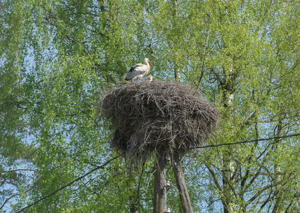 Two Storks Nest Stock Image