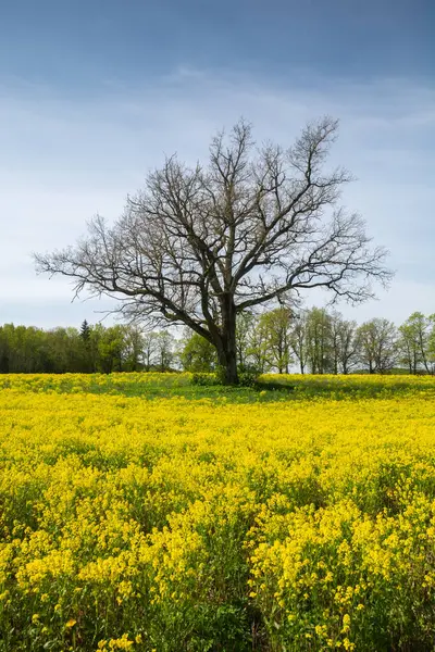 Drzewo Polu Żółtych Kwiatów Obrazek Stockowy