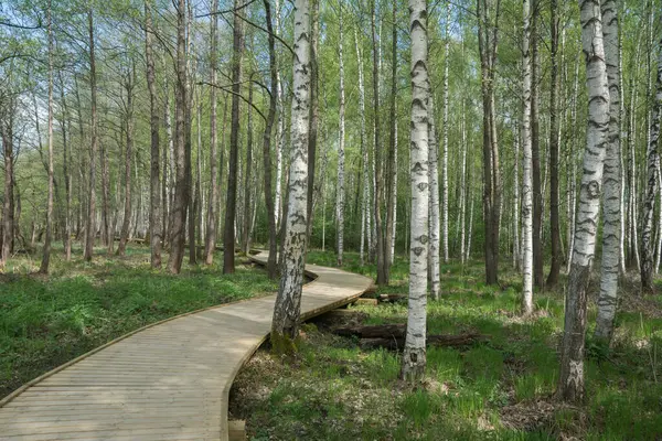 Caminho Madeira Floresta Cidade Limbazi Letónia Imagem De Stock