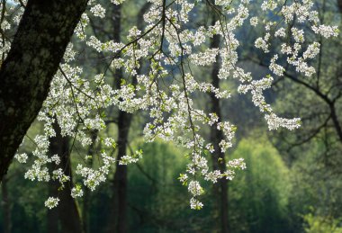 Bahar güneşinde beyaz çiçekli kiraz dalları .