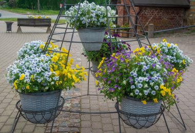 Köy merkezinde süslü saksılar. Viola çiçekleri..