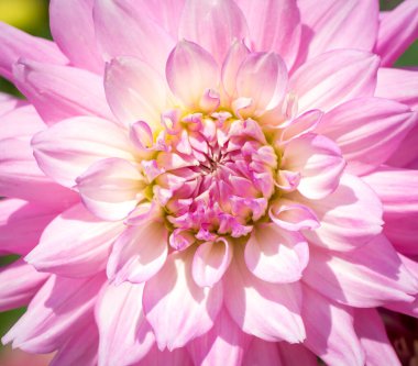 Dahlia açık pembe çiçekli makro fotoğraf.