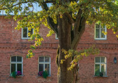 Evin duvarında meşe ağacı var..