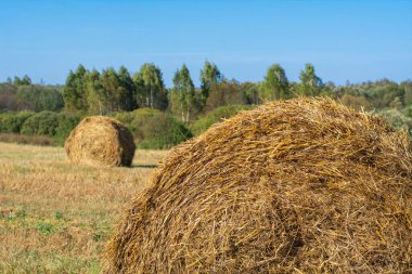 Saman bir rulo halinde bir tarlada yatıyor. .