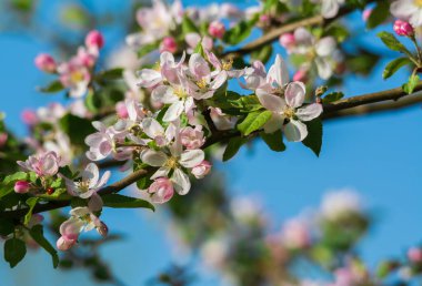 Mavi gökyüzü arka planında elma ağacı dalı.