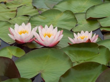 Gölette yaprakları olan pembe nilüferler..