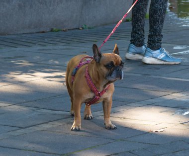 Köpek gezdirici sokakta yürürken tasmalı hayvanıyla yürür..
