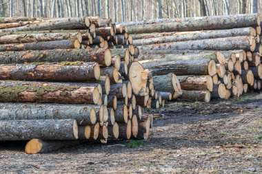 Bir yığın enerji ya da yakıt odunu. huş ağacı, ladin ve çam.
