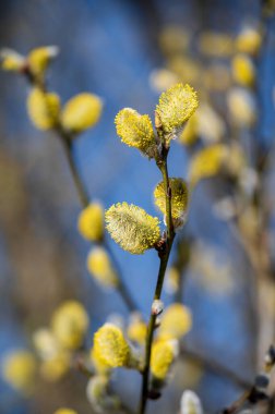 Söğüt ağacı dalları ilkbaharın başlarında.