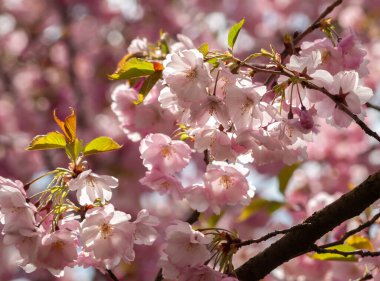 İlkbaharda pembe kiraz ağacı dalı .
