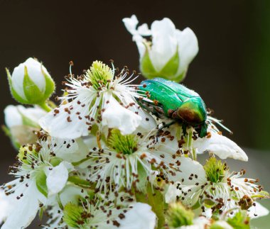 Yeşil Gül Böceği (Cetonia aurata)