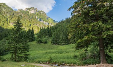 Tatra Ulusal Parkı, Zakopane 'de yaz manzarası.