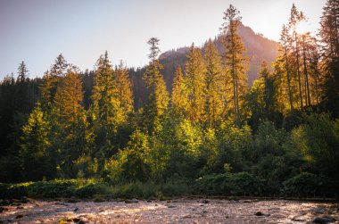 Tatri Ulusal Parkı 'nda güneşli bir sabah, Zakopane .