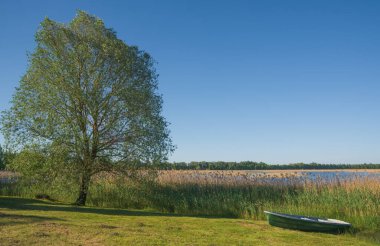 Tekne nehir kıyısında ve yalnız ağaçta .