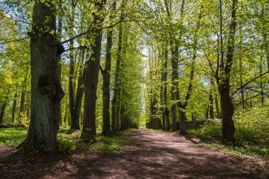 Akçaağaç ağaçları güneşli bir yaz gününde .
