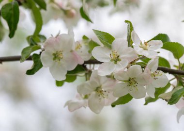 İlkbaharda çiçek açan elma çiçekleri. Makro resmi. .