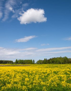 Sarı Tecavüz Tohumu Alanı ve Mavi Gök Yaz Güneşi Günü .