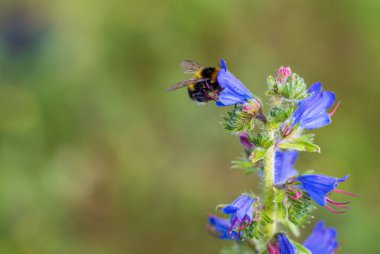 Makro çiçeğe bal arısı fırlattı .