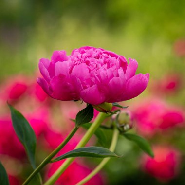 Bahçede büyük pembe bir şakayık başı.