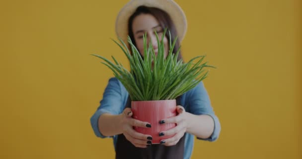 Portret Wesołej Kwiaciarni Fartuchu Wyciągając Ręce Roślin Doniczkowych Aparatu Oferując — Wideo stockowe
