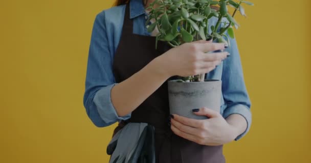 Primer Plano Manos Femeninas Jardinero Sosteniendo Maceta Verde Tocando Hojas — Vídeo de stock