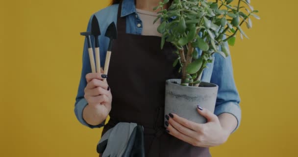 Close Mão Feminina Segurando Planta Pote Verde Instrumentos Definidos Fundo — Vídeo de Stock
