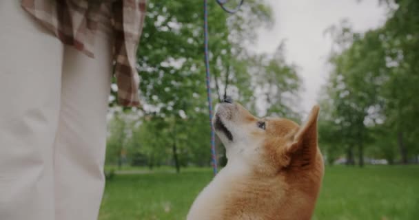 美しい緑の公園で手をなめる動物を食べながら 柴犬の子犬に犬の食べ物を与える世話をする所有者 ペットとケアのコンセプト — ストック動画