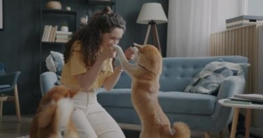 Evde evcil hayvanlara sevgisini ifade eden iki Shiba Inu köpeğiyle oynayan neşeli kız. Evcil hayvanlar ve olumlu duygu kavramı.