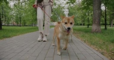 İki aktif shiba inu köpeğinin kadın sahibiyle parkta yürümesi. Tasmalı güzel hayvanlar dışarıda temiz havanın ve doğanın tadını çıkarıyorlar..