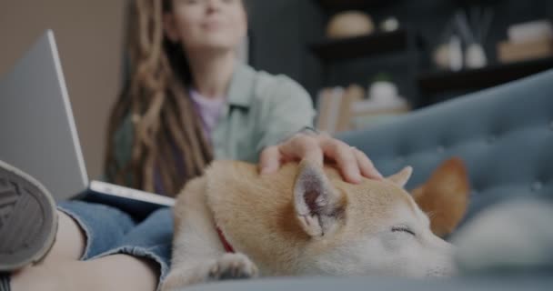 Shiba Inu Pies Śpi Następnie Budzi Się Podczas Gdy Młoda — Wideo stockowe