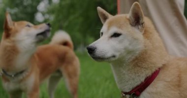 Parktaki çimlerde yürüyen güzel Shiba inu köpeklerinin yakın çekimi. Yazın doğanın tadını çıkarıyorlar. Sahiplerinin bacakları görülebiliyor. Doğal arka plan kavramına karşı hayvanlar.
