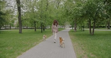 Şehir parkında köpeklerle gezen bir kadının yaz gününün tadını çıkardığını görmek. Sağlıklı yaşam tarzı ve hayvan bakımı kavramı.
