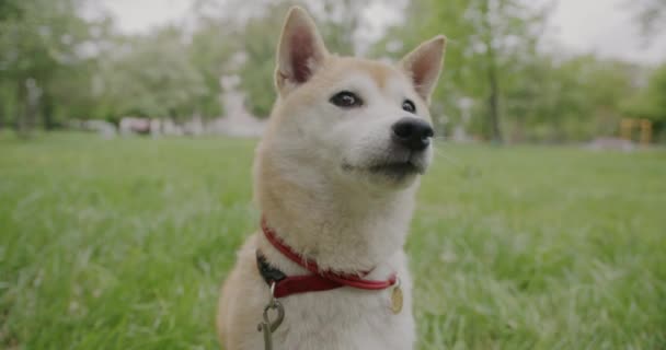 Ritratto Adorabile Cane Shiba Inu Seduto Sull Erba Nel Parco — Video Stock